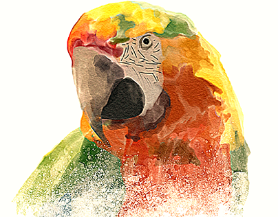 watercolor parrot painting