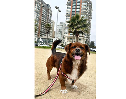 Benji llegó bien a Chile / Edición a Pet travel