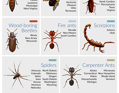 What's the Worst Home Destroying Pest in Each State