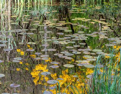 at the water lily pond pt. 5.3 reflections
