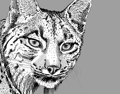 Iberian Lynx Digital Drawing