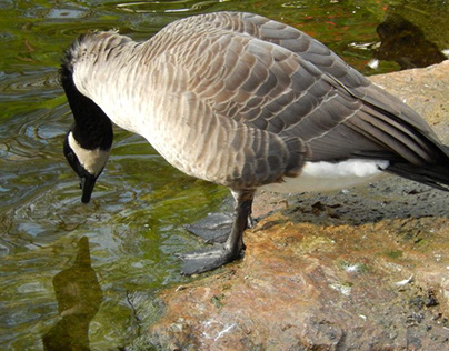 Canada geese at the Ecomuseum Zoo