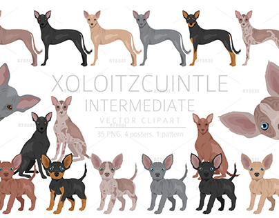 Mexicah Hairless dog vector illustrations