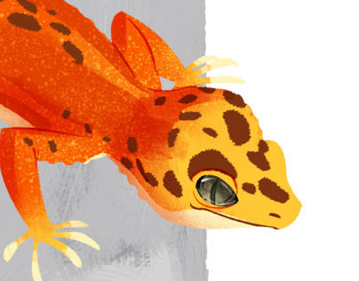 Calling All the Gecko Lovers!