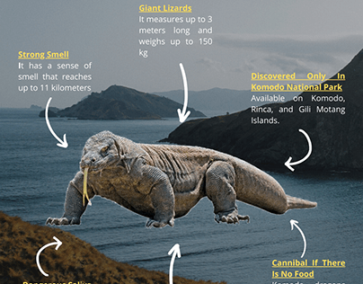 The Komodo Dragon Facts On Komodo Island