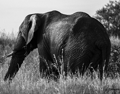 Elephants of The Kruger: Black and White Photo Story