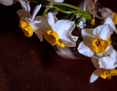 Japanese daffodils