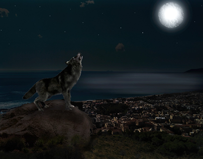 Wolf in Terracina