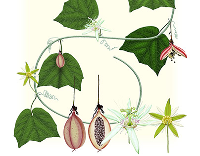 Passiflora cisnana