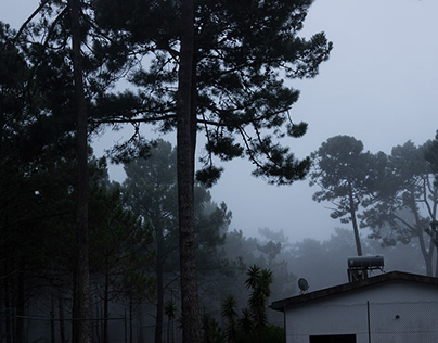 the mist