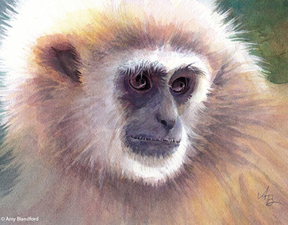 Portrait of Micah - White-handed Gibbon
