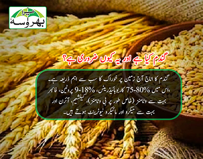 Guidance to farmers on wheat is cultivated in Pakistan