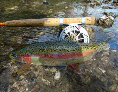 Small Creek Rainbow Trout