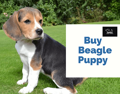Buy Beagle Puppy