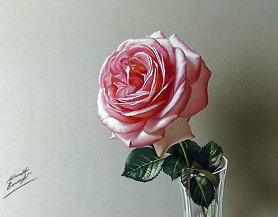 Drawing Rose Flower