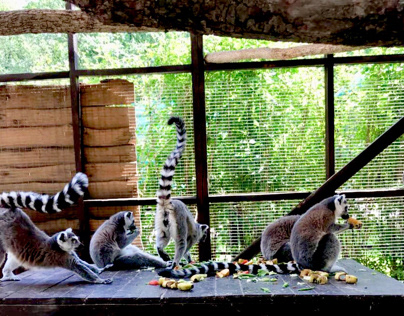 dinner of lemurs