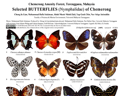 Butterflies of Malaysia Field Guide Design