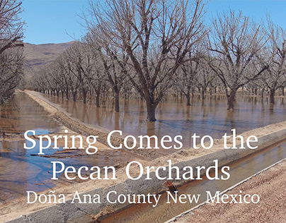Spring Arrives to the Pecan Orchards