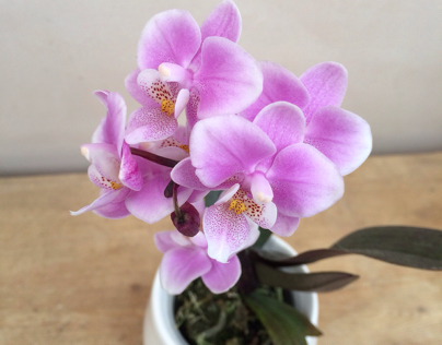 Select orchid.