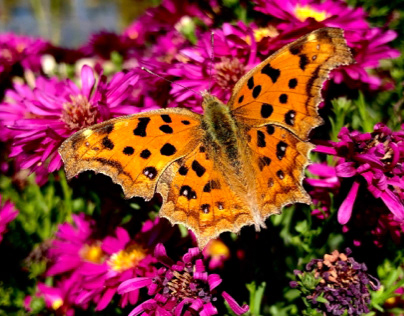 Flowers Butterfly
