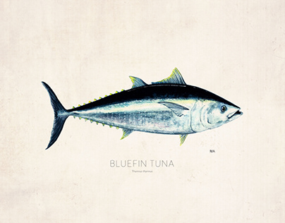 Bluefin Tuna 13/30 days of fish