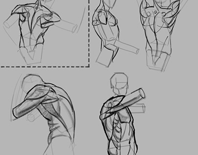 Anatomy drawings