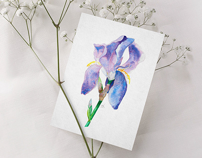 Watercolor postcard with iris. Открытка с цветком.