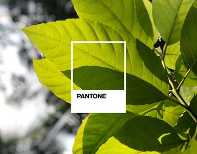 The Pantone Project
