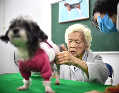 Hanoi : Acupuncture for dogs and cats with disabilities
