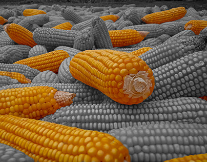 Corn Radiance: Nature's Artistry in a Single Cob Shot!