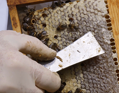 apicultura biológica - mini-documentário