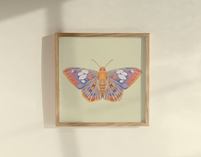 Rare Redeye Flat Butterfly | Digital Illustration