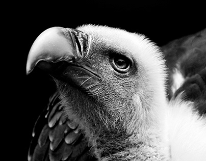 Vulture B&W