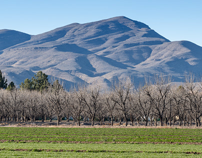 Pecan Orchard with Field and Mountains