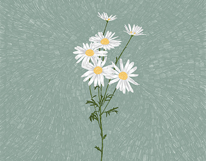 daisies on the pastel background