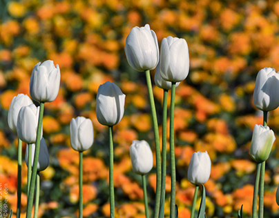 Tulips / Flower photo