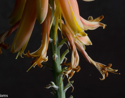 Aloe Vera Blooms
