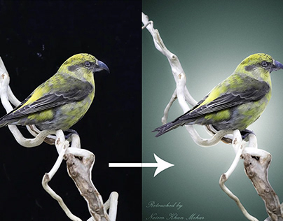 Taxidermy Product retouching ,