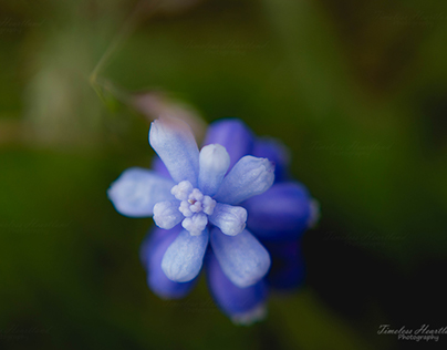 Macro Photography-Flowers/Plants