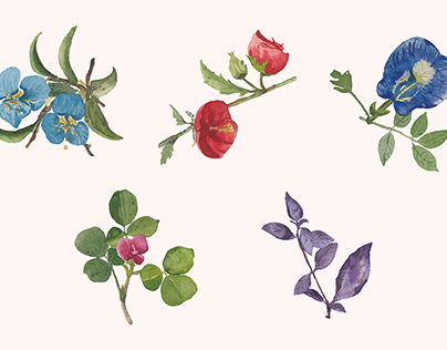 Water color flower compo illustration