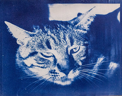 Grumpy Cat Cyanotype
