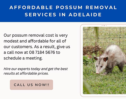Affordable Possum Removal Services In Adelaide