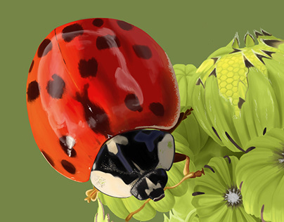 Ladybug Studies