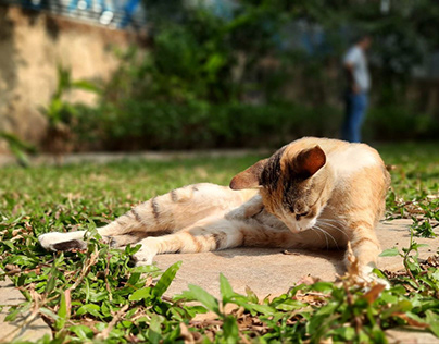 cat in a lawn