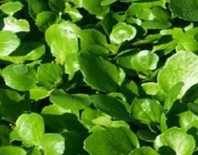 Anti-Cancer effects of Watercress