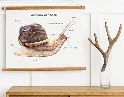 Animal anatomy cards / Иллюстрации анатомии животных