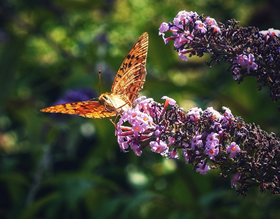 Butterfly /papillon