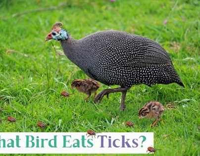 What Bird Eats Ticks? – List of 7 Species (w/ Photos)