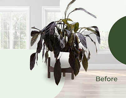 Before After Home plant Poster