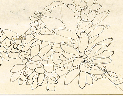 Flores da China            (sketching flowers)